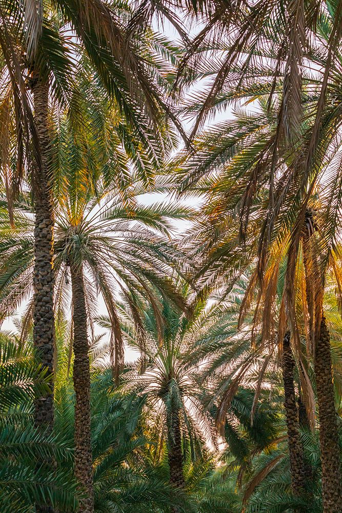 Middle East-Arabian Peninsula-Oman-Ad Dakhiliyah-Nizwa-Palm trees in Nizwa-Oman